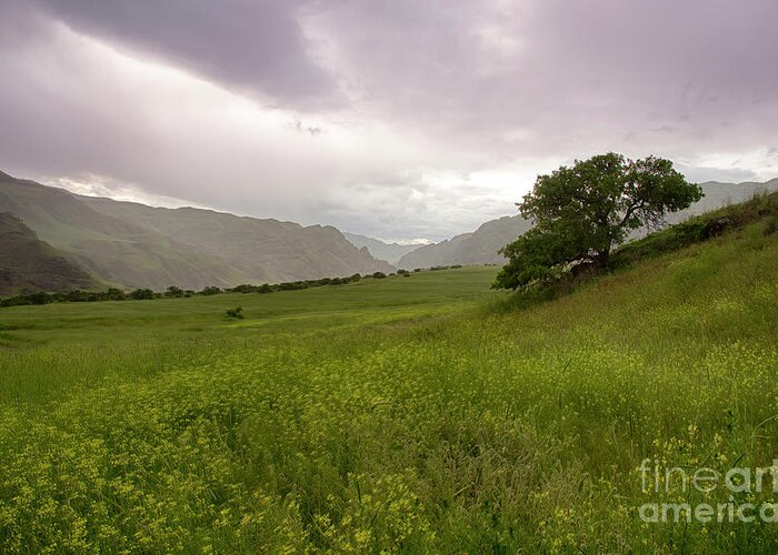 Hells Canyon Greeting Card featuring the photograph Lone Tree by Idaho Scenic Images Linda Lantzy