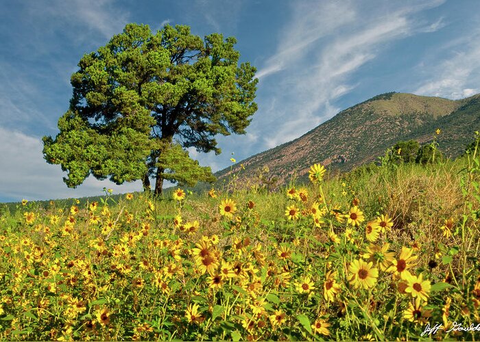 Arizona Greeting Card featuring the photograph Lone Tree in a Sunflower Field by Jeff Goulden