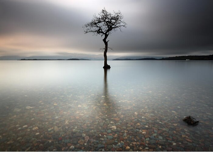  Tree Greeting Card featuring the photograph Lone Tree Loch Lomond by Grant Glendinning