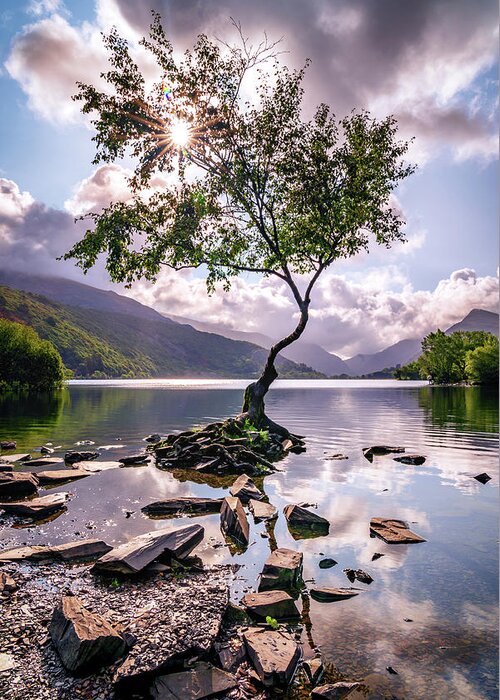 Uk Greeting Card featuring the photograph Lone Tree of Llanberis by Framing Places