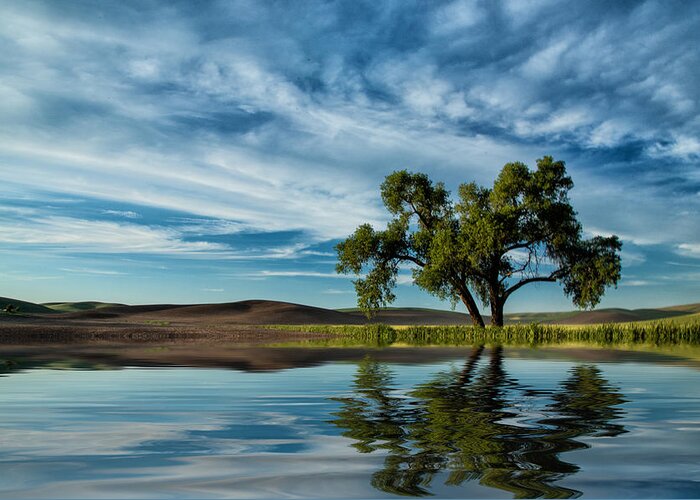 Lone Tree Greeting Card featuring the photograph Lone tree pond reflection by Bob Cournoyer