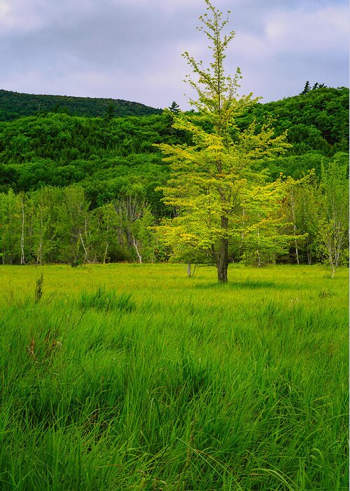 Acadia Greeting Card featuring the photograph Lone Tree Sieur de Mont Woodland Acadia by Jeff Sinon