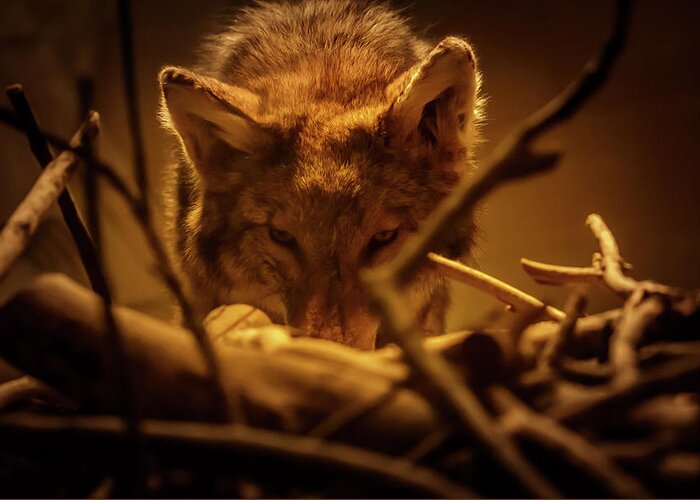 Wolf Greeting Card featuring the photograph Lone Wolf in the Museum by Kathleen Scanlan