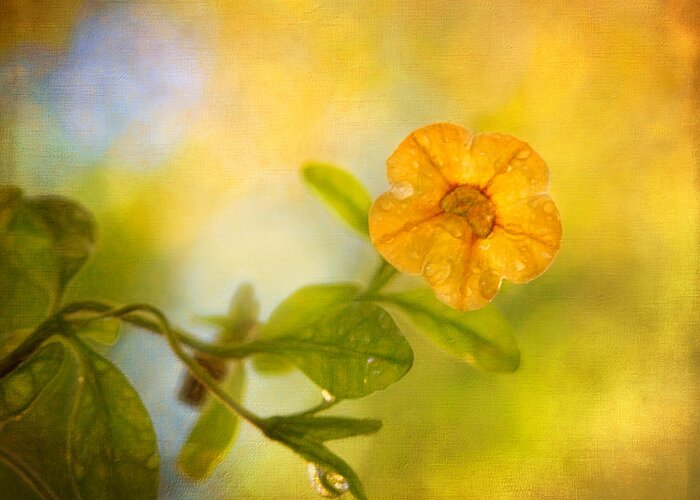 Yellow Flower Greeting Card featuring the photograph Lone Yellow Flower by Anna Louise