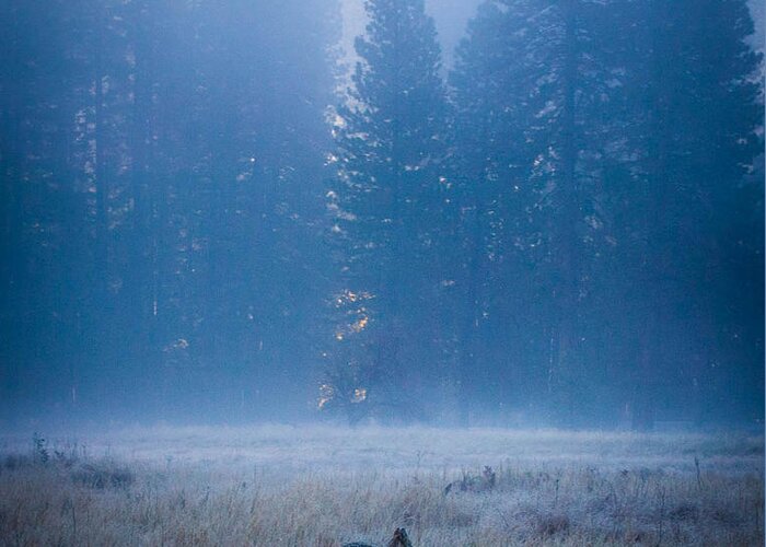 Yosemite Greeting Card featuring the photograph Lonely Fox by Misty Tienken