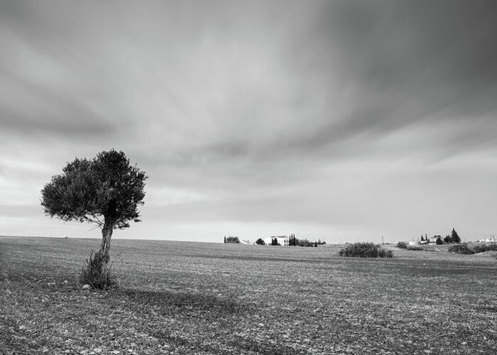 Olive Tree Greeting Card featuring the photograph Lonely Olive tree by Michalakis Ppalis
