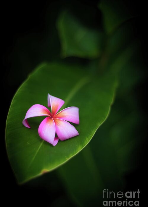 Plumeria Greeting Card featuring the photograph Fallen Plumeria by Kelly Wade