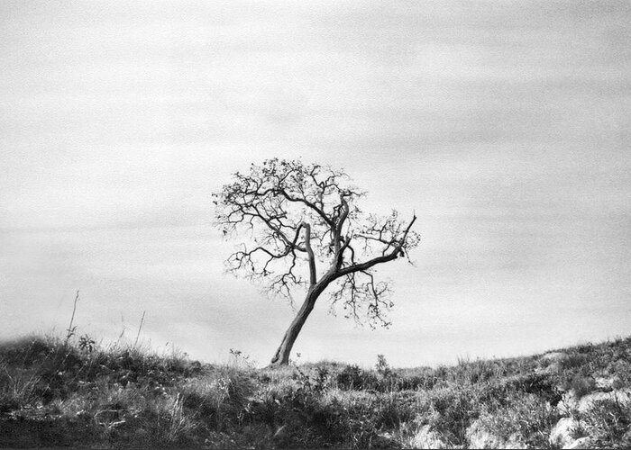 Tree Greeting Card featuring the photograph Lonely Tree by Amarildo Correa