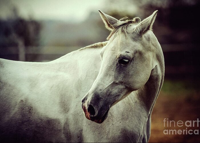Horse Greeting Card featuring the photograph Lonely white horse by Dimitar Hristov
