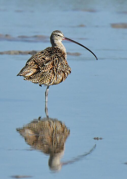 Birds Greeting Card featuring the photograph Long-billed Curlew by Alan Lenk