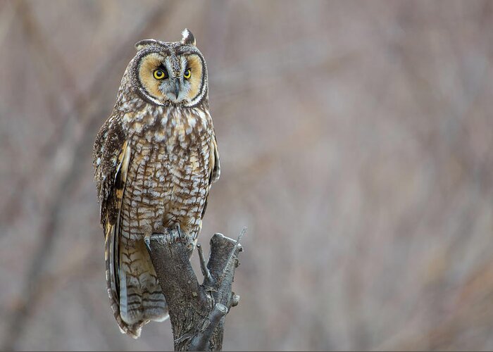 Long Eared Owl Greeting Card featuring the photograph Long Eared Owl by Gary Kochel