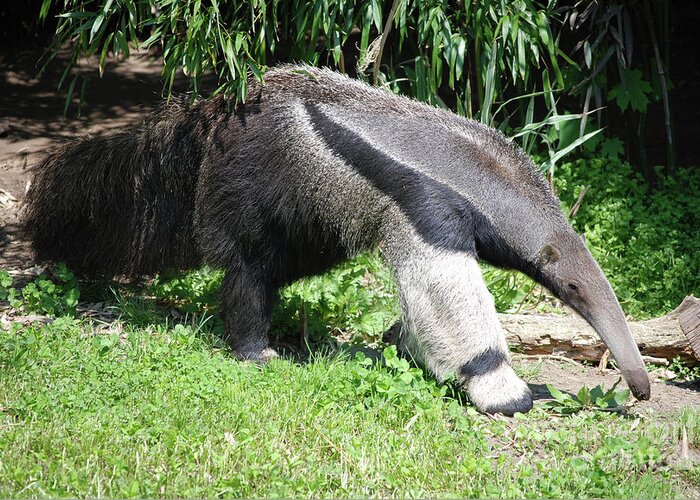 Anteater Greeting Card featuring the photograph Long Giant Anteater by DejaVu Designs