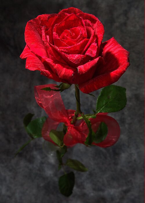 Long Stemmed Greeting Card featuring the photograph Long Stemmed Rose by David Andersen