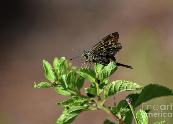 Animals Greeting Card featuring the photograph Long Tailed Skipper by Skip Willits