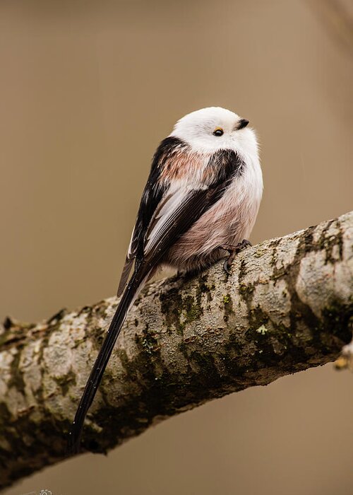 Long-tailed Tit Greeting Card featuring the photograph Long-tailed tit on the oak branch by Torbjorn Swenelius
