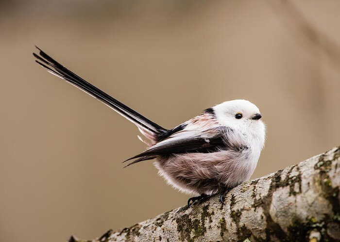 Long-tailed Tit Greeting Card featuring the photograph Long-tailed tit wag the tail by Torbjorn Swenelius
