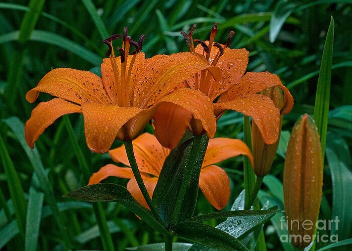 Lilly Greeting Card featuring the photograph Long Valley Lily by Robert Pilkington