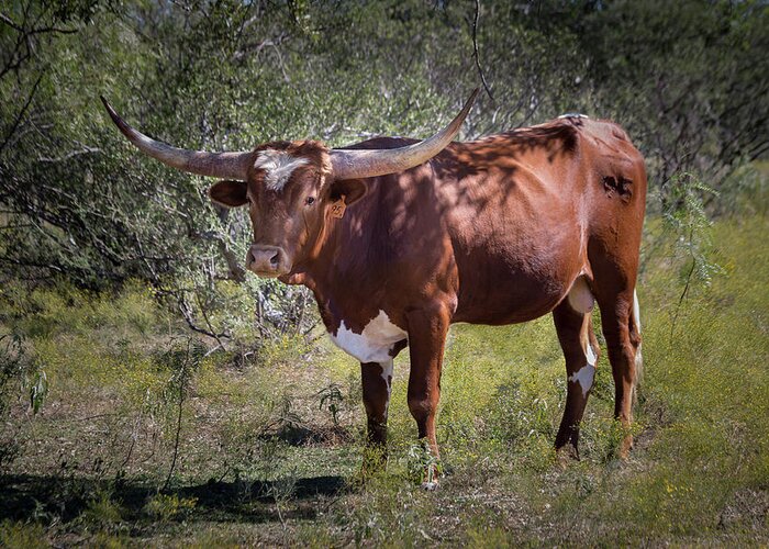 2016 Greeting Card featuring the photograph Longhorn #95 - color by Tim Stanley