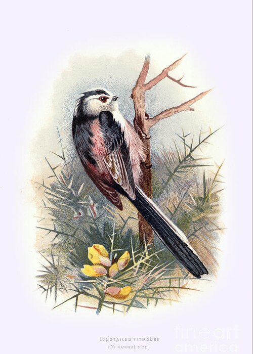 Vintage Greeting Card featuring the digital art Longtail Titmouse Restored by Pablo Avanzini