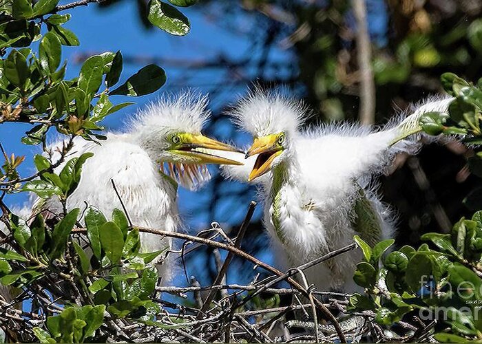 Egrets Greeting Card featuring the photograph Look - I Have Wings by DB Hayes