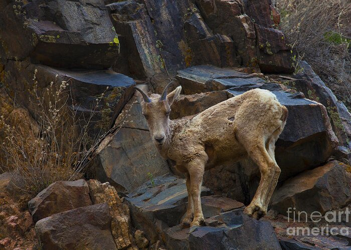 Big Horn Sheep Greeting Card featuring the photograph Look Mom by Barbara Schultheis