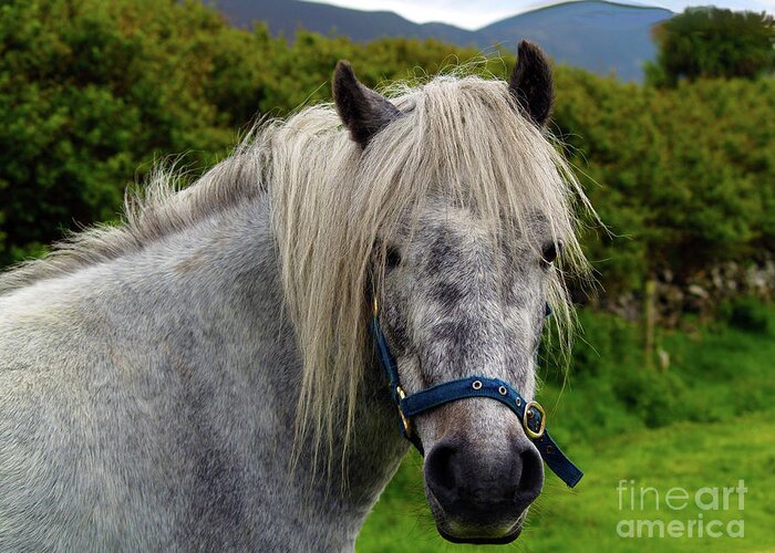 Horse Photography Greeting Card featuring the photograph Looking for Handouts on the Dingle Peninsula by Patricia Griffin Brett