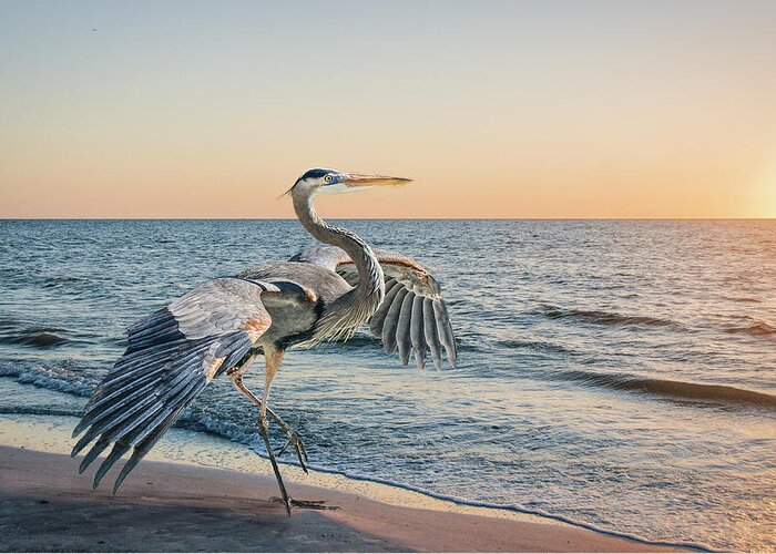 Great Blue Heron Greeting Card featuring the photograph Looking For Supper by Brian Tarr
