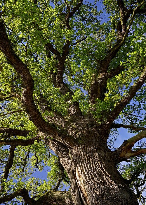 Old Oak Greeting Card featuring the photograph Looking Up - 365-363 by Inge Riis McDonald