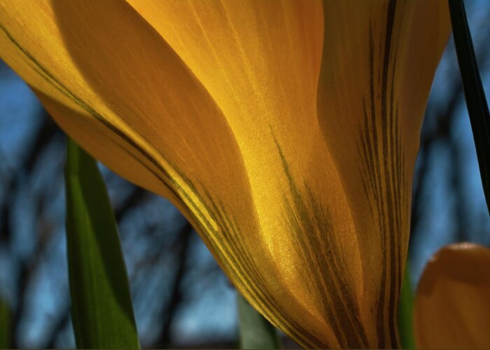 Crocus Greeting Card featuring the photograph Looking up at a Yellow Crocus by ShaddowCat Arts - Sherry