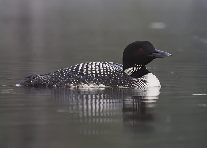 Loon Greeting Card featuring the photograph Loon 4 by Vance Bell