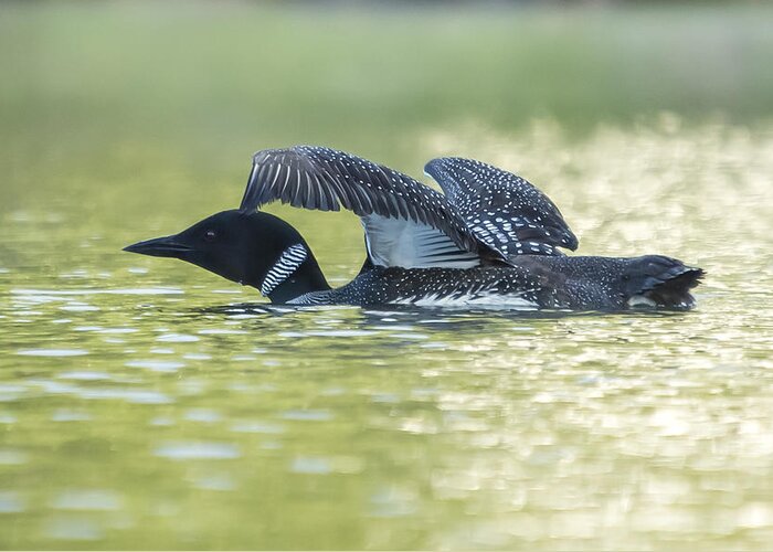 Loon Greeting Card featuring the photograph Loon 5 by Vance Bell