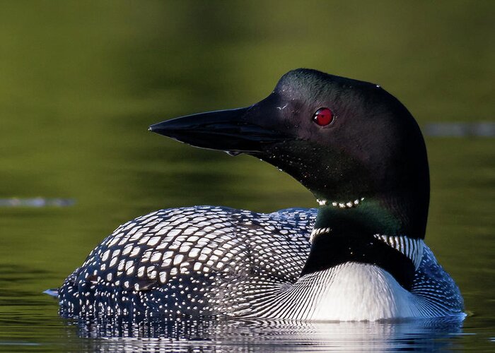 Bird Greeting Card featuring the photograph Loon Close Up by Darryl Hendricks