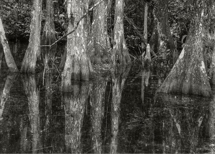  Greeting Card featuring the photograph Loop Road Swamp #5 by Michael Kirk