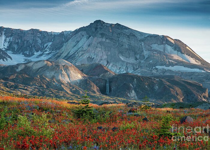 Mount St Helens Greeting Card featuring the photograph Loowit Falls Mount St Helens Wildflowers by Mike Reid