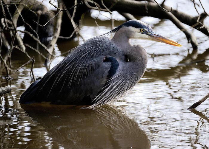 Terry Elniski Photography Greeting Card featuring the photograph Lost Lagoon Great Blue Heron 1 by Terry Elniski