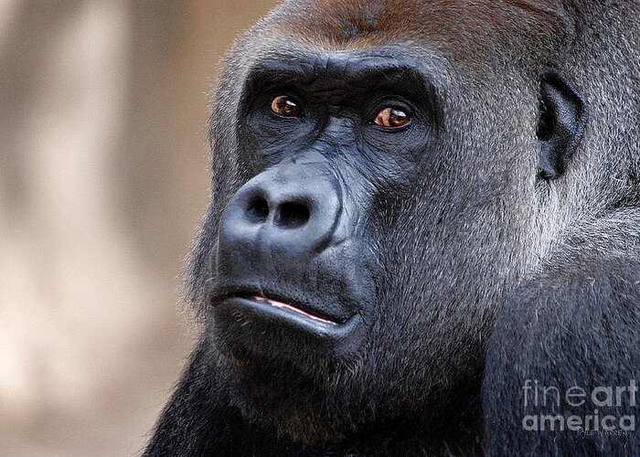 Gorilla Greeting Card featuring the photograph Lost Soul by Dyle  Warren