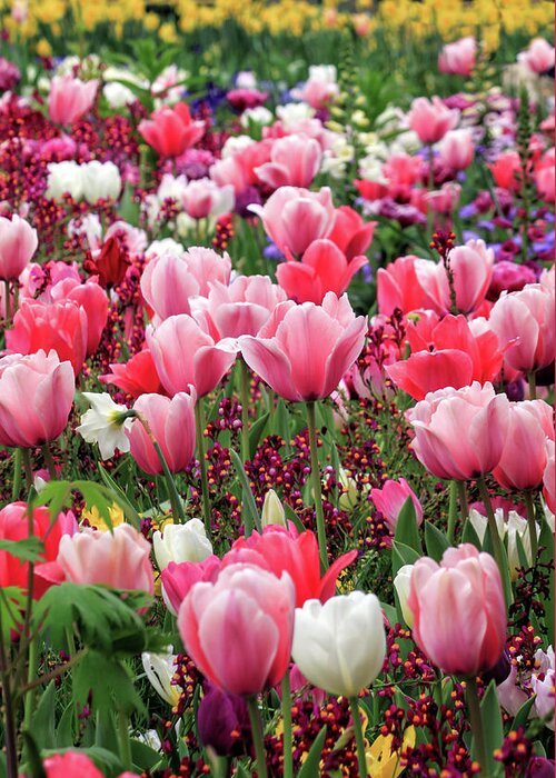 Tulips Greeting Card featuring the photograph Lotsa Tulips by James Eddy