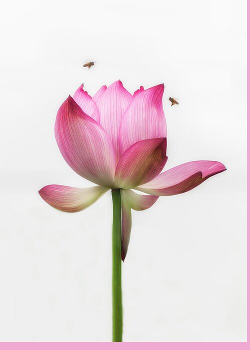 China Greeting Card featuring the photograph Attraction between the bees and the flower. by Usha Peddamatham
