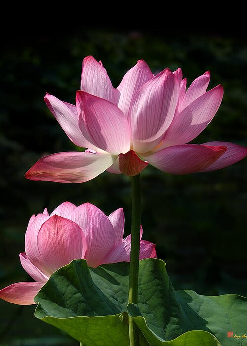 Nature Greeting Card featuring the photograph Lotus Beauties--Upstaged DL048 by Gerry Gantt