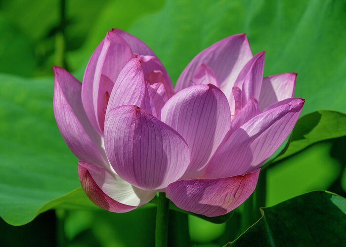 Lotus Greeting Card featuring the photograph Lotus Beauty--Buxom Beauty i DL0089 by Gerry Gantt