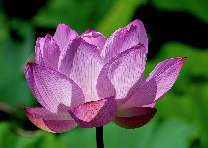 Lotus Greeting Card featuring the photograph Lotus Beauty--Buxom Beauty ii DL0090 by Gerry Gantt