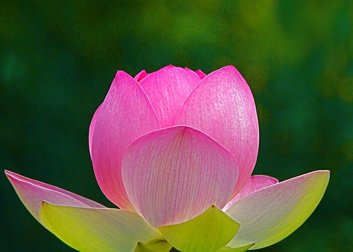 Flower Greeting Card featuring the photograph Lotus Blossom 842010 by Byron Varvarigos