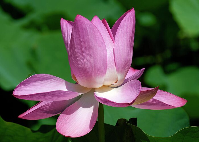 Lotus Greeting Card featuring the photograph Lotus Bud--Almost There ii DL0097 by Gerry Gantt