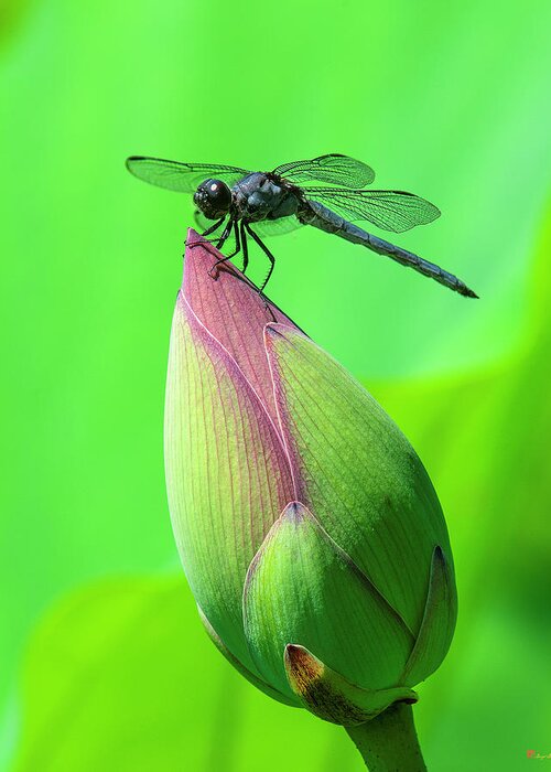 Lotus Greeting Card featuring the photograph Lotus Bud and Slaty Skimmer Dragonfly DL0105 by Gerry Gantt
