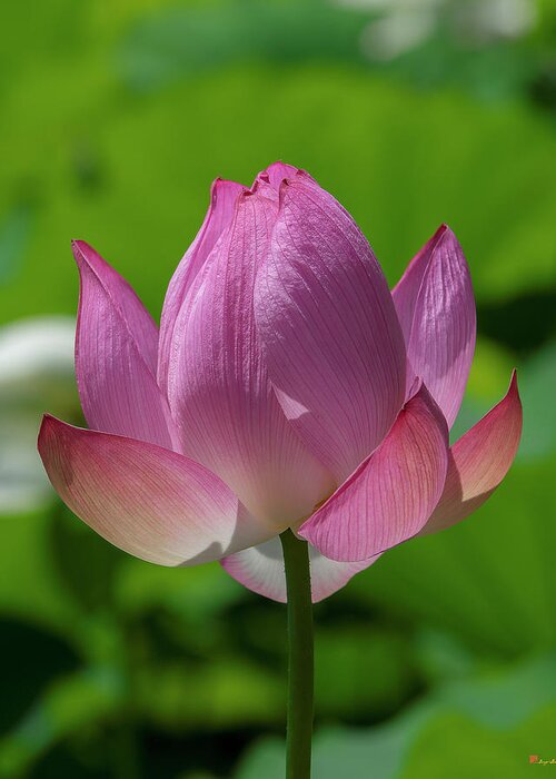 Lotus Greeting Card featuring the photograph Lotus Bud--Opening Up ii DL0091 by Gerry Gantt