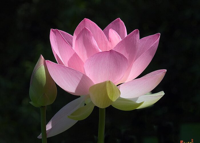 : Greeting Card featuring the photograph Lotus Bud--Snuggle Bud DL005 by Gerry Gantt
