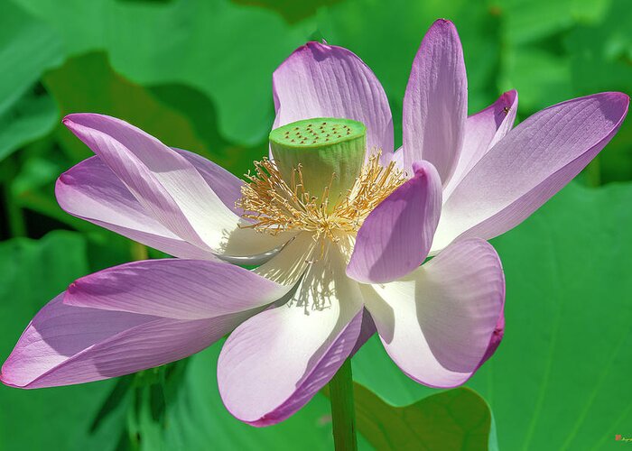 Lotus Greeting Card featuring the photograph Lotus--Fading ii DL0080 by Gerry Gantt
