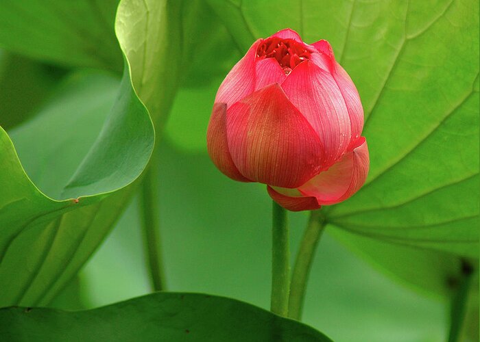 Lotus Greeting Card featuring the photograph Lotus Flower 2 by Harry Spitz