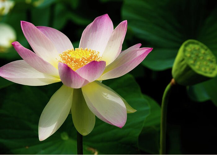 Bloom Greeting Card featuring the photograph Lotus Lily in its Final Days by Dennis Dame