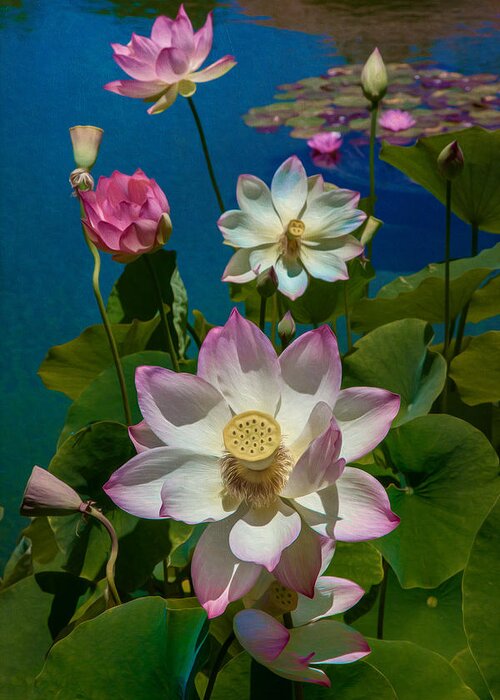 Lotus Greeting Card featuring the photograph Lotus Pool by Chris Lord